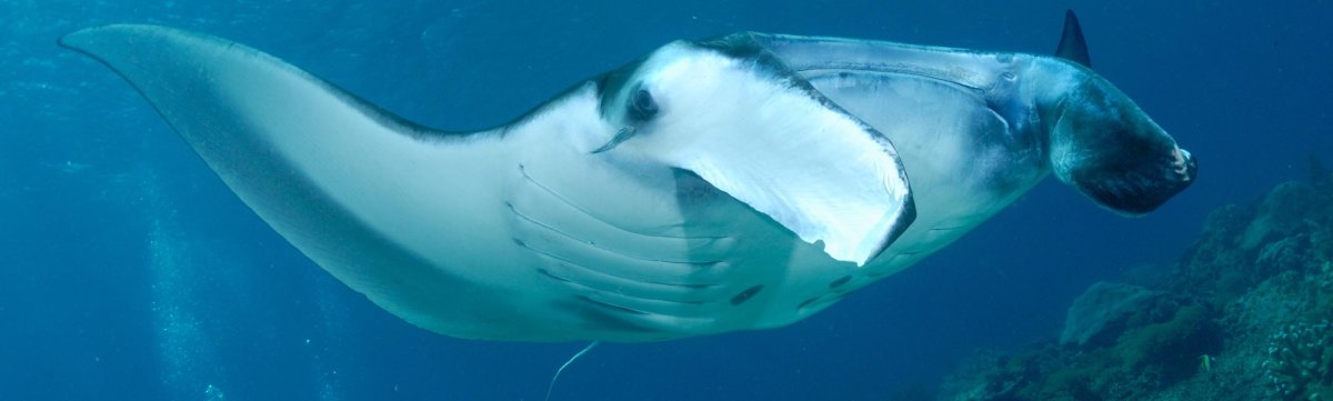 Остров Калимантан - сказочный мир Деравана. Дейли-дайвинг