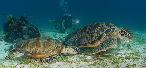 Курс SSI Advanced Open Water Diver Продвинутый дайвер (В поездке с клубом Крокодил)