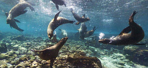 Галапагосы и острова Darwin и Wolf на борту Galapagos Aggressor III
