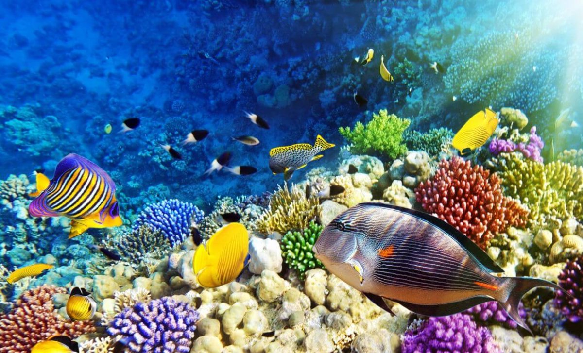 Три жемчужины Красного моря: Бразерс, Дедалус, Эльфинстоун