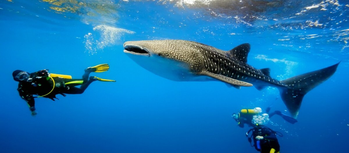 Путешествие на Новый год: Малапаскуа, Моалбоал и китовые