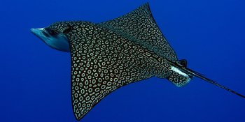 Similan & Surin: Магия тайских островов за 6 дней