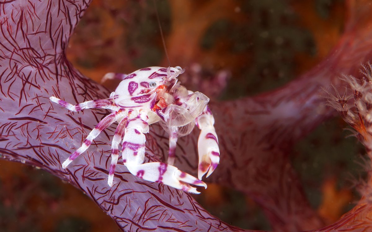 Незабываемые острова Миндоро и Верде и экскурсии по Пекину