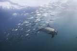 Большая Пятерка под водой и на суше. Тофо и Виланкулос. Парк Крюгер.