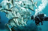 Дайвинг-сафари на Море Кортеса, классический маршрут 6 ночей