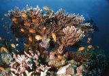 Дайвинг-приключение на севере Красного моря и вокруг островов Бразерс