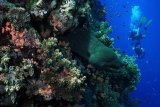 11 дней: Лучшее из Красного моря