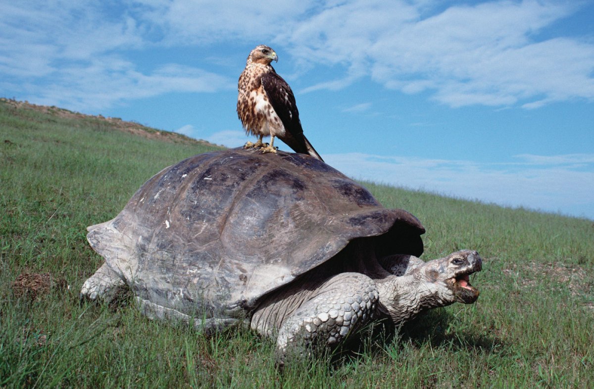 Дайвинг-сафари на яхте GALAPAGOS MASTER + экскурсии в Перу. 10 ночей