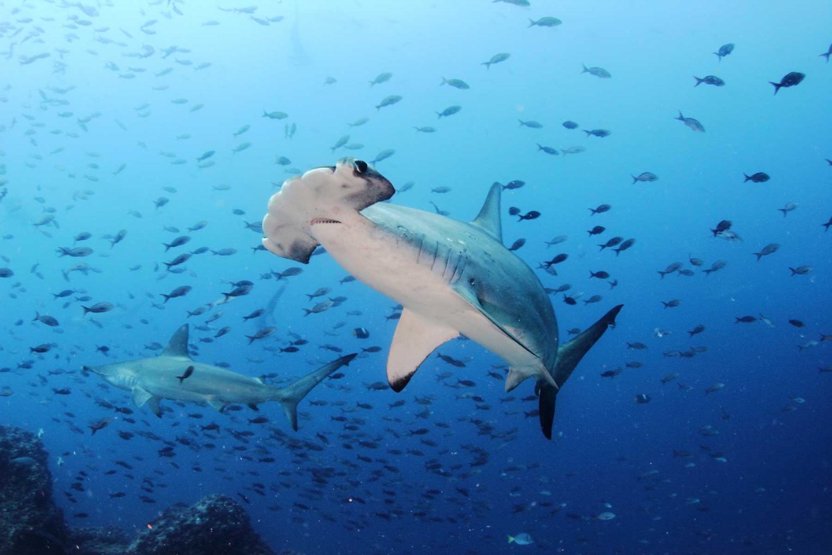 Галапагосы и острова Darwin и Wolf на борту Galapagos Aggressor III