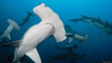 Triton Bay - Raja Ampat: Архипелаг нетронутых рифов