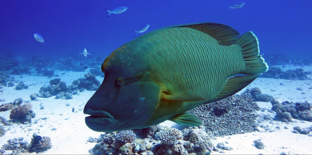 Маршрут Лучшее на Красном море Бразерс-Дедалус-Эльфинстоун