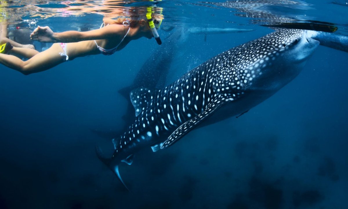 Китовые акулы в море Кортеса