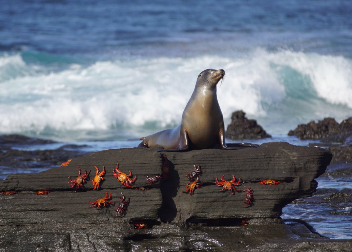 Галапагосы и острова Darwin и Wolf на борту Galapagos Aggressor III