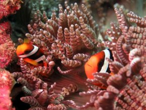 Подводные красоты островов Симилан и Сурин