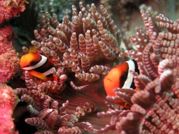 Подводные красоты островов Симилан и Сурин