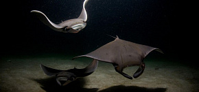 Дайвинг-сафари на Море Кортеса, классический маршрут 6 ночей