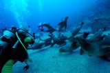 Дайвинг-сафари на Море Кортеса, классический маршрут 6 ночей