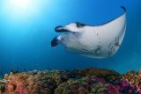 Triton Bay - Raja Ampat: Архипелаг нетронутых рифов