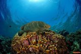 11 дней: Лучшее из Красного моря