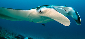 Manta Madness (Мальдивы - сезон мант)