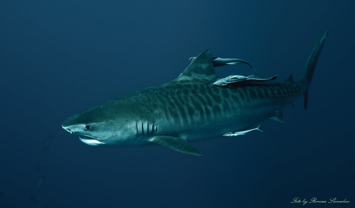 Соссусфлей, Свакопмунд, Национальный парк Этоша