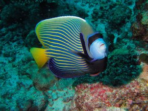 Маршрут Лучшее на Мальдивах на яхте класса люкс SCUBASPA. Дайвинг, йога и SPA