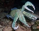 Дайвинг сафари на яхте Oman Explorer, заповедник Дайманият