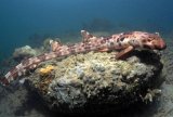 Море Банда и Раджа-Ампат - 12 ночей