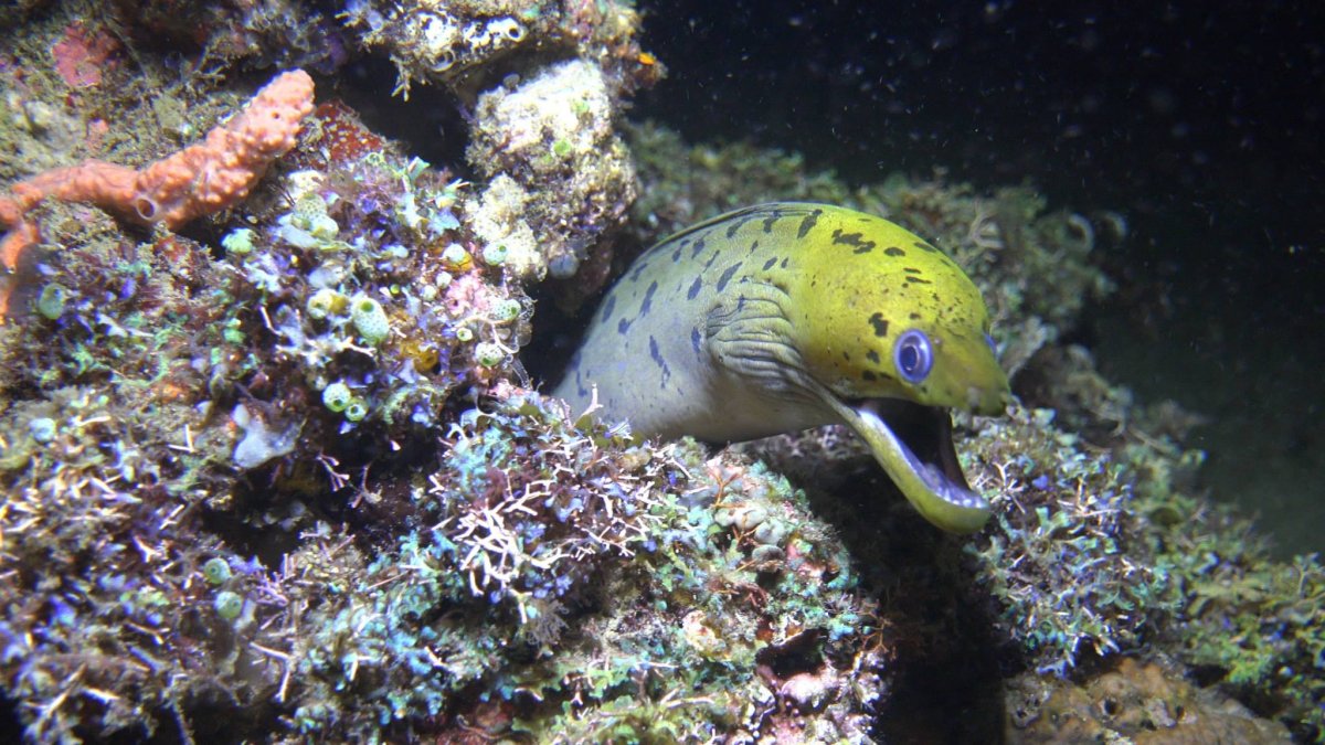 Южные Висаяс 10 ночей