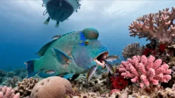 Затонувшие корабли и рифы в северной части Красного моря