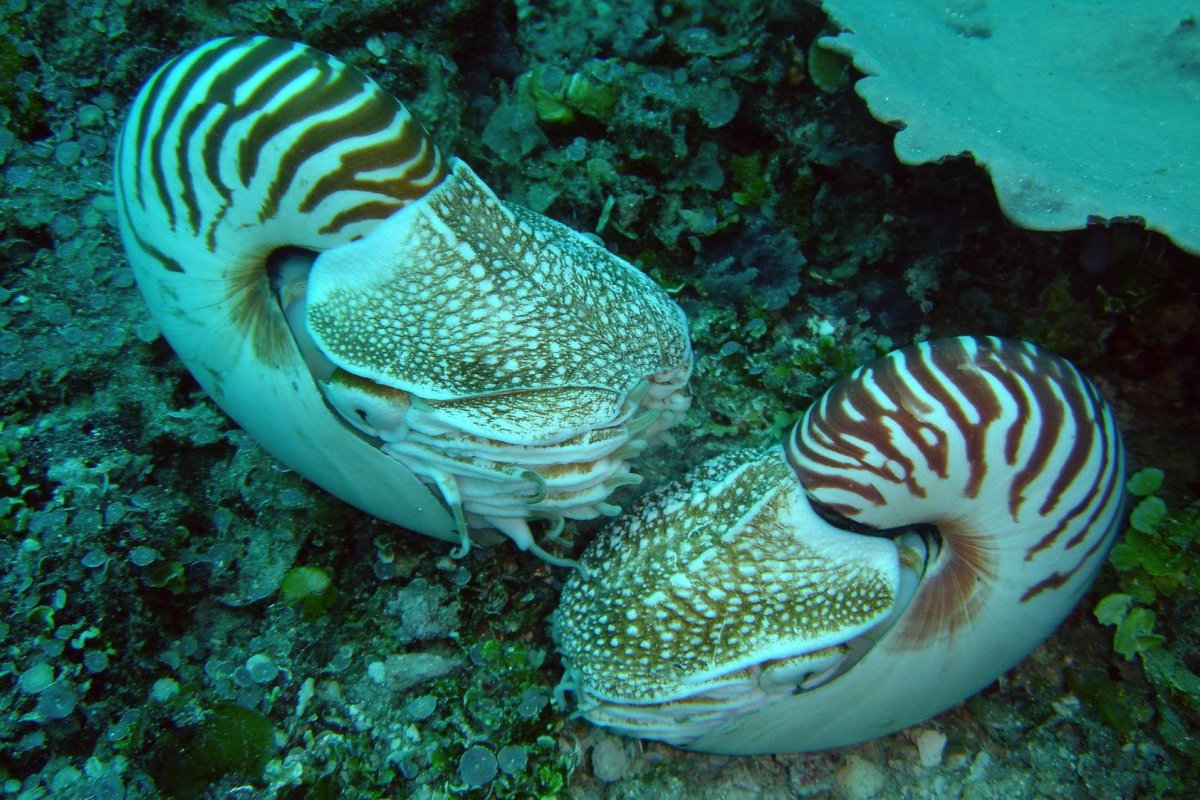 Удивительный мир Палау на борту Palau Aggressor II