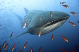 Галапагосы и острова Darwin и Wolf на борту Galapagos Aggressor III