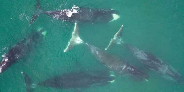 Гиганты Охотского моря: гренландские киты, белухи, косатки