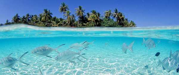 Все акулы Центральных атоллов Мальдив